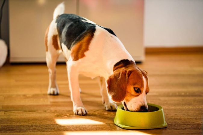 perro comiendo Merca2.es