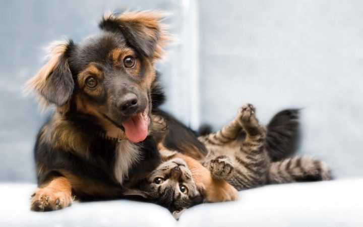 perro gato Merca2.es