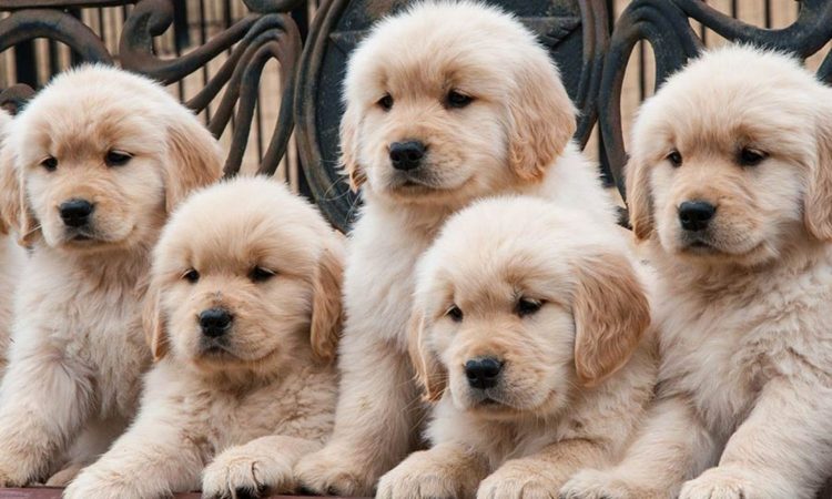 perros 5 Merca2.es