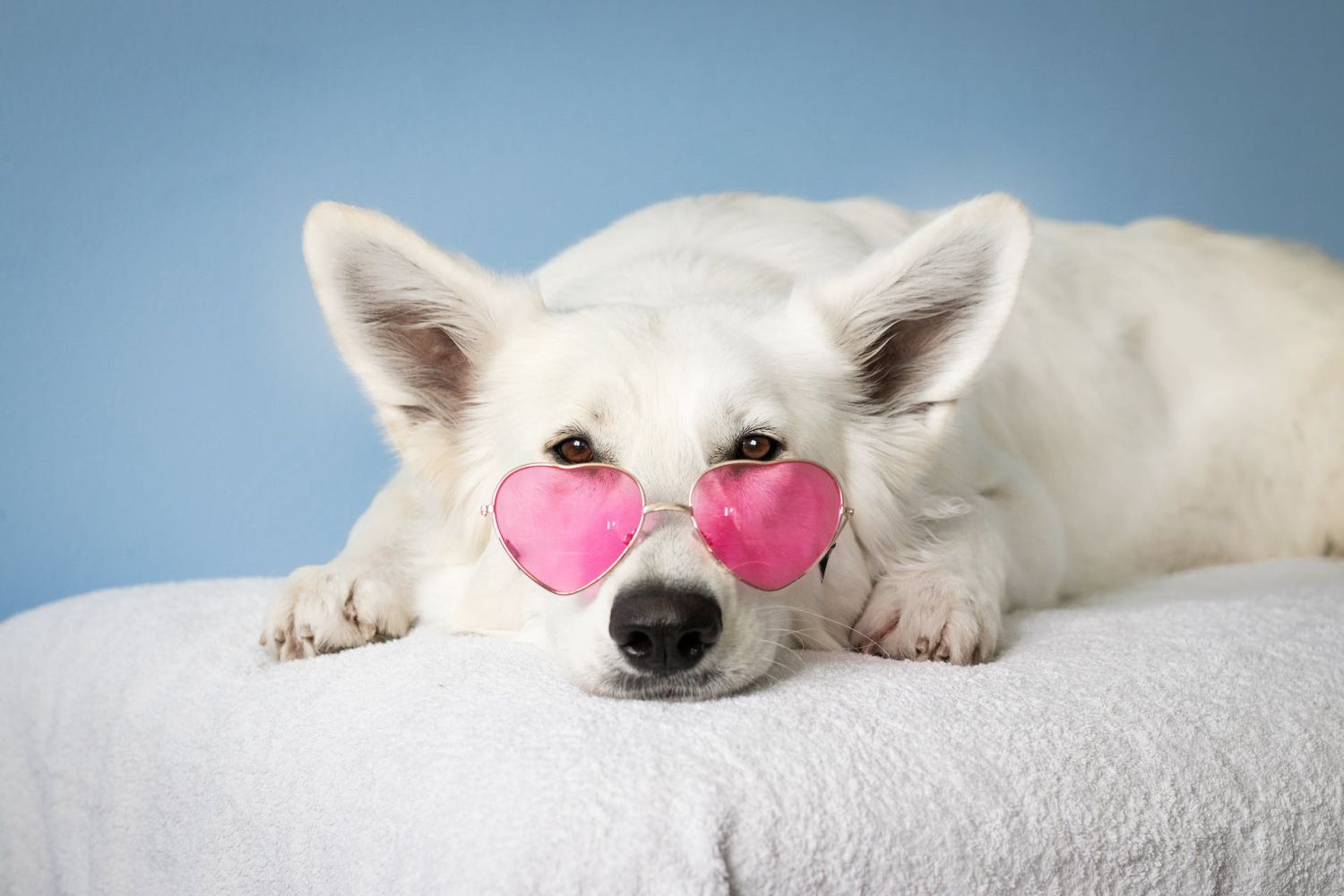 Los 10 blogs sobre perros que no puedes dejar de seguir