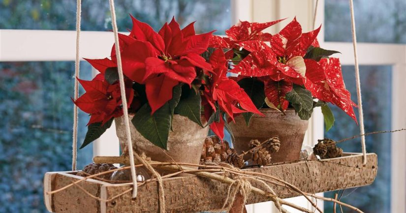 2020 poinsettia 02000 natural christmas warmth 07 b5413da1 1200x630 Merca2.es