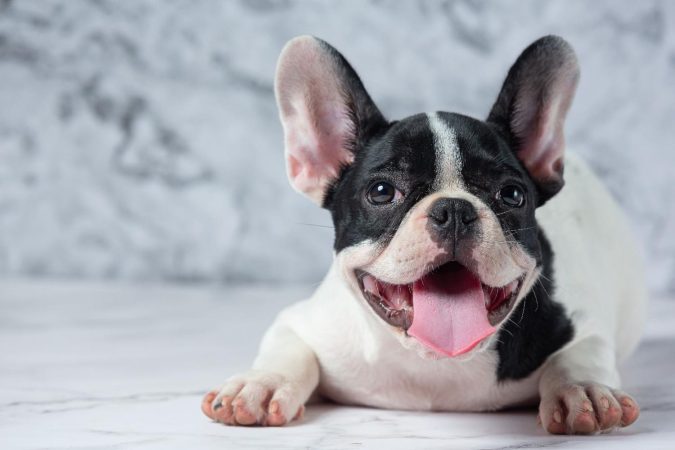 Estas son las razas de perro que peor aguantan el frio y te agradeceran un buen abrigo 12 Merca2.es