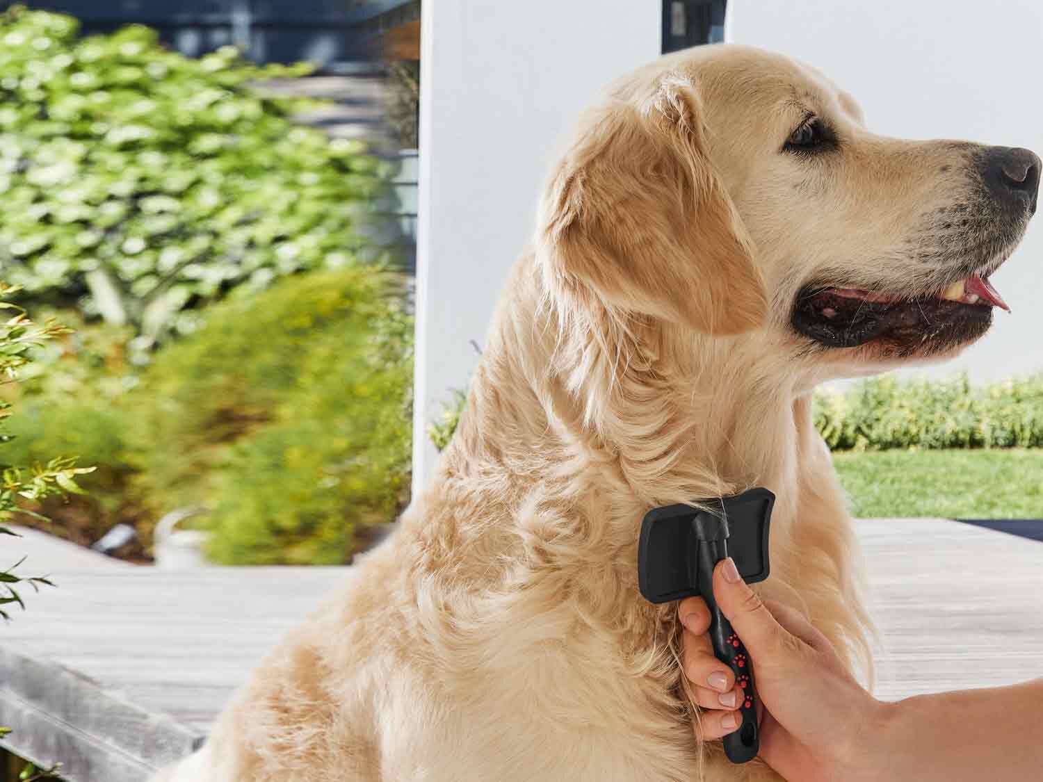 Lidl tiene el invento definitivo para que tu mascota vaya siempre como un pincel