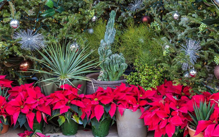 Poinsettia Header 1080x675 1 Merca2.es
