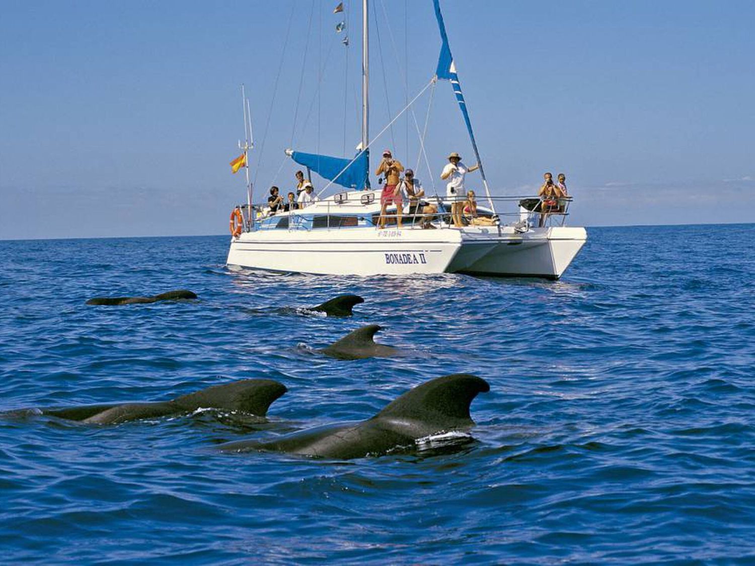 Si quieres avistar ballenas y delfines, este lugar es uno de los mejores del mundo y se encuentra en España