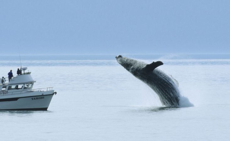 Aprovecha la visita y pasa por Los Gigantes