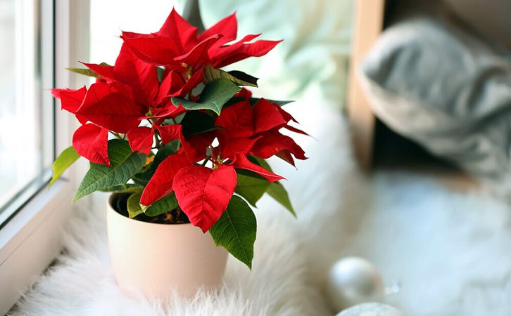 dammanns garden co poinsettias houseplants poinsettia in window Merca2.es