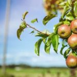 Agroseguro inicia el periodo de suscripción del seguro de frutales para la campaña 2024