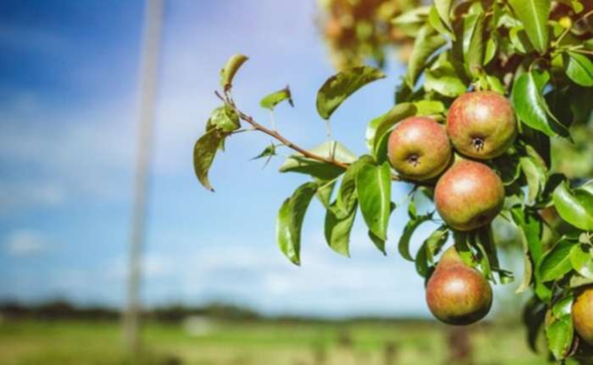 Agroseguro inicia el periodo de suscripción del seguro de frutales para la campaña 2024