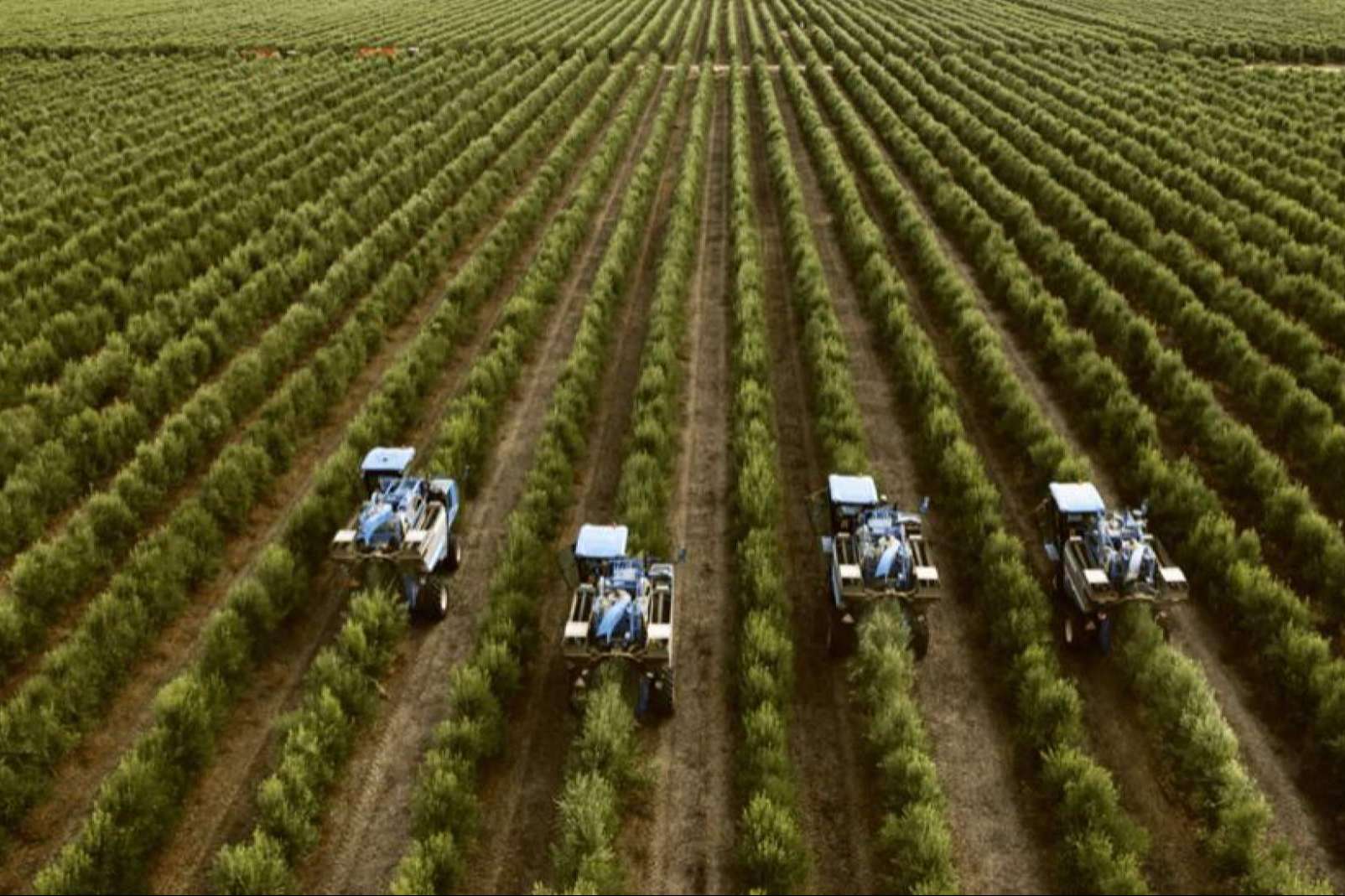 Comex Bodión, el socio para un olivar próspero. La excelencia en la venta de olivos