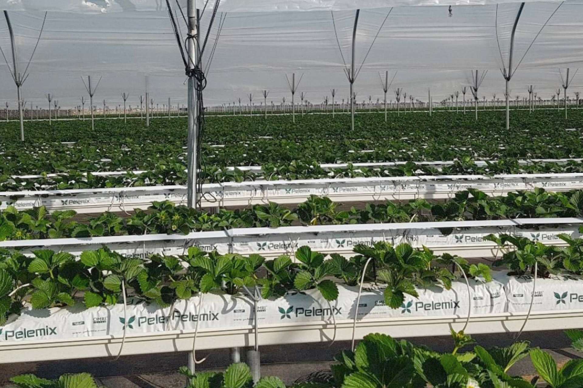 Pelemix ofrece consejos esenciales para el cultivo de hortalizas con bolsas de cultivo
