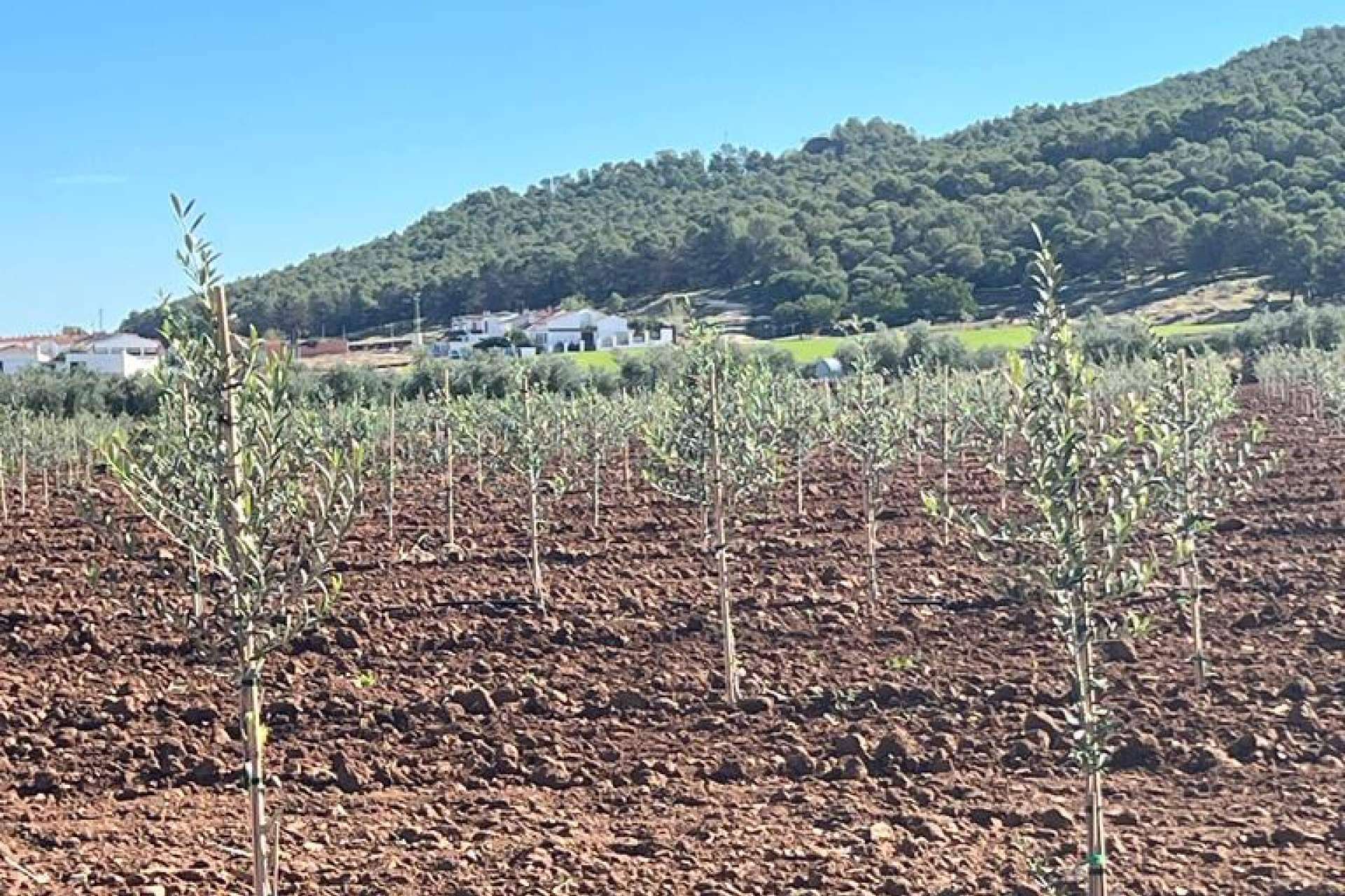 Olivar de Arbequina en secano, cultivo mecanizado y sostenible
