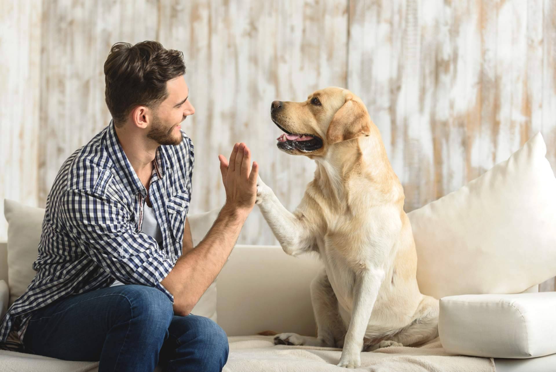 El Perro Feliz desvela las claves para garantizar una Navidad feliz a los peludos