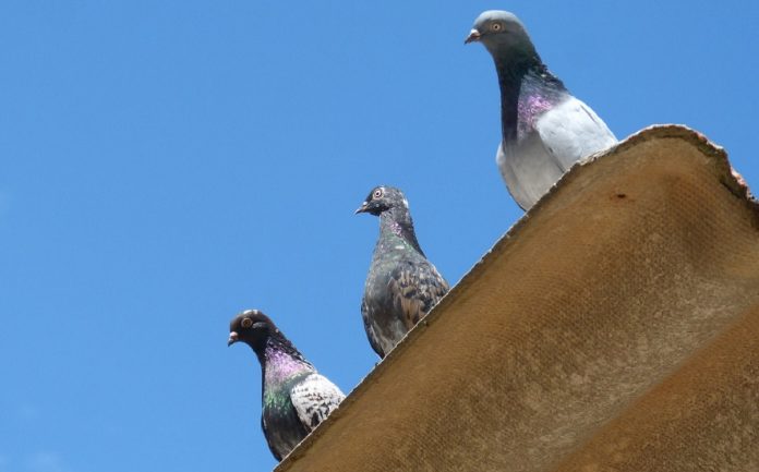 palomas