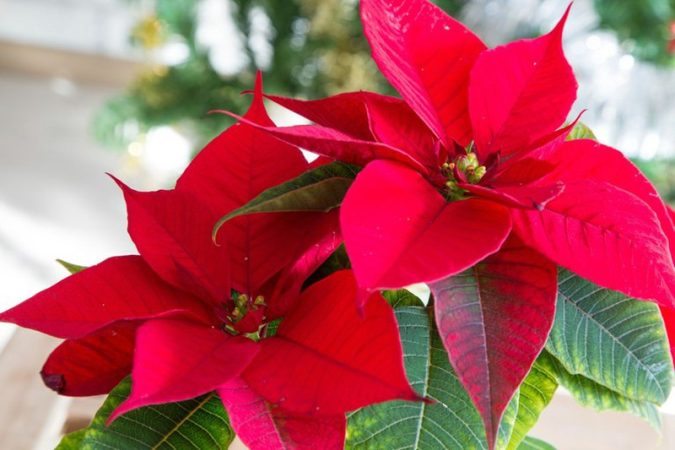 poinsettia flor de pascua 800x800 3QcZJti Merca2.es