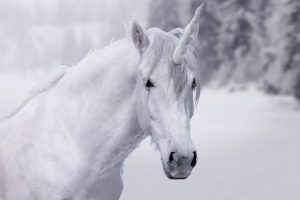 Menos del 1% de los unicornios alcanzan 1.000 millones de dólares en ingresos y flujos de caja