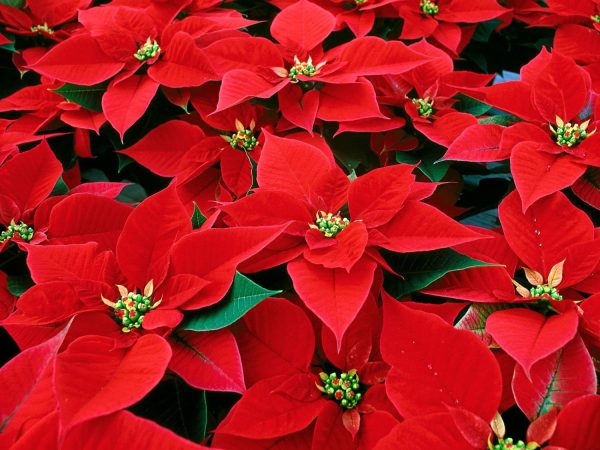 venta poinsettia barcelona Merca2.es