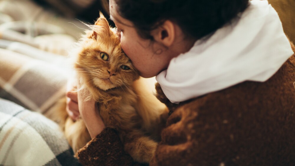 ¿Con quién prefieren los gatos establecer vínculos con los hombres o las mujeres? La ciencia responde