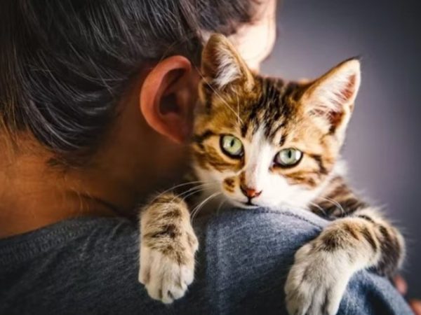 ¿A quienes prefieren más los gatos?