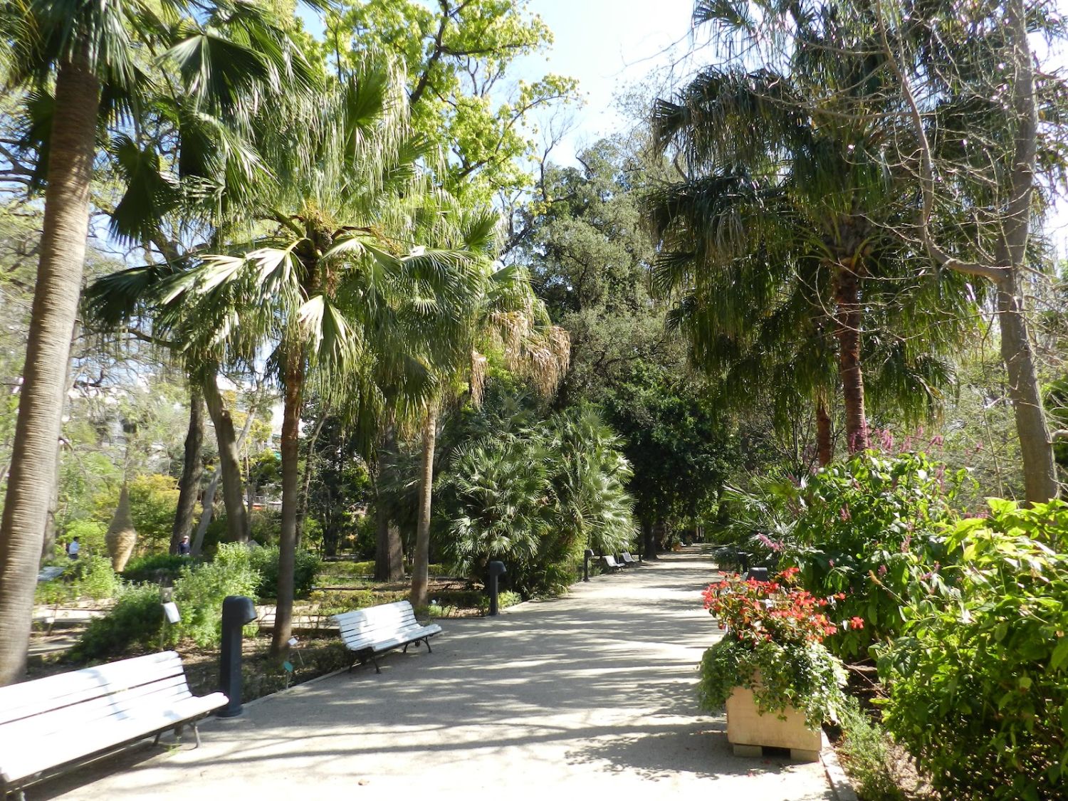 La joya verde: los secretos botánicos del Jardín Botánico de Valencia