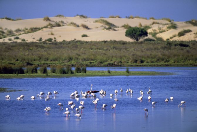 LAGUNAS DE DONANA 0 Merca2.es