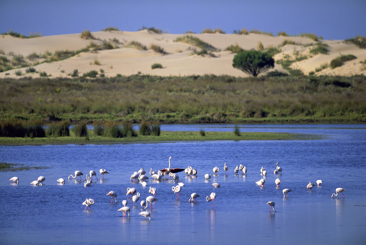 PARQUE NACIONAL DE DOÑANA: UN TESORO QUE DEBEMOS PROTEGER