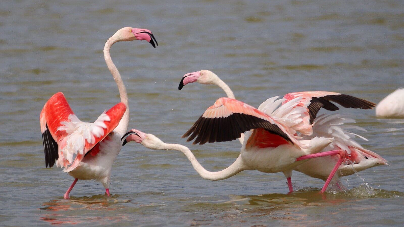 Espejos del cielo: la magia reflejada en las aguas del Parque Nacional de Doñana en Andalucía 3 Merca2.es EL ARTE DE LA OBSERVACIÓN