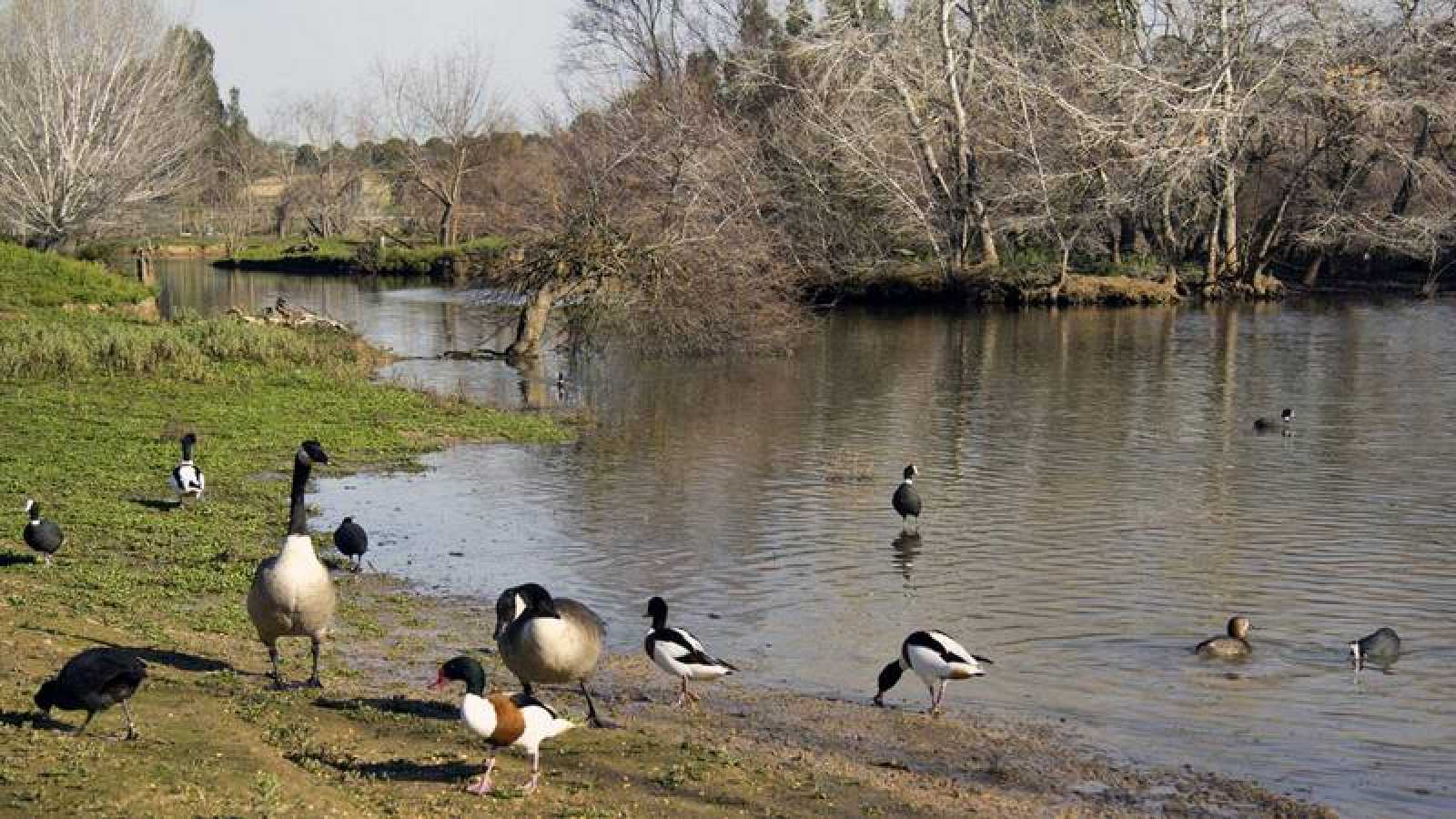 ESPEJOS DEL CIELO: LAS LAGUNAS DE DOÑANA