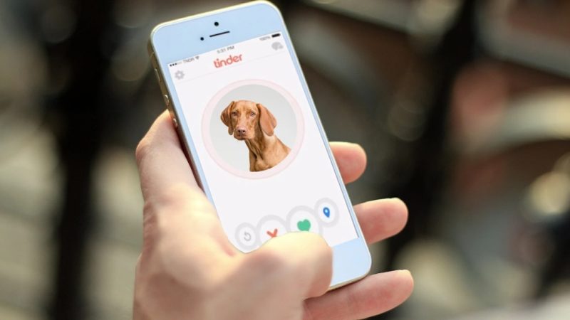 Sí, una imagen de un perro en tu perfil de Tinder es lo mejor