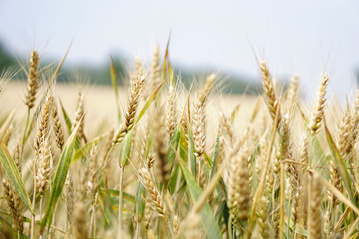 El año de luces y sombras para las materias primas agrícolas