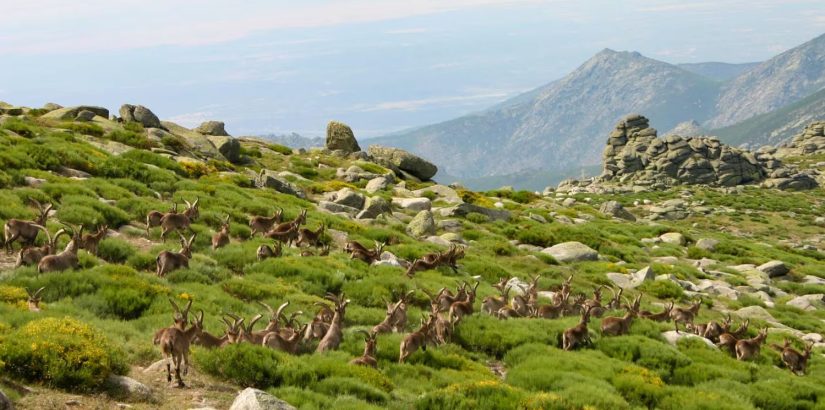 gredos Merca2.es