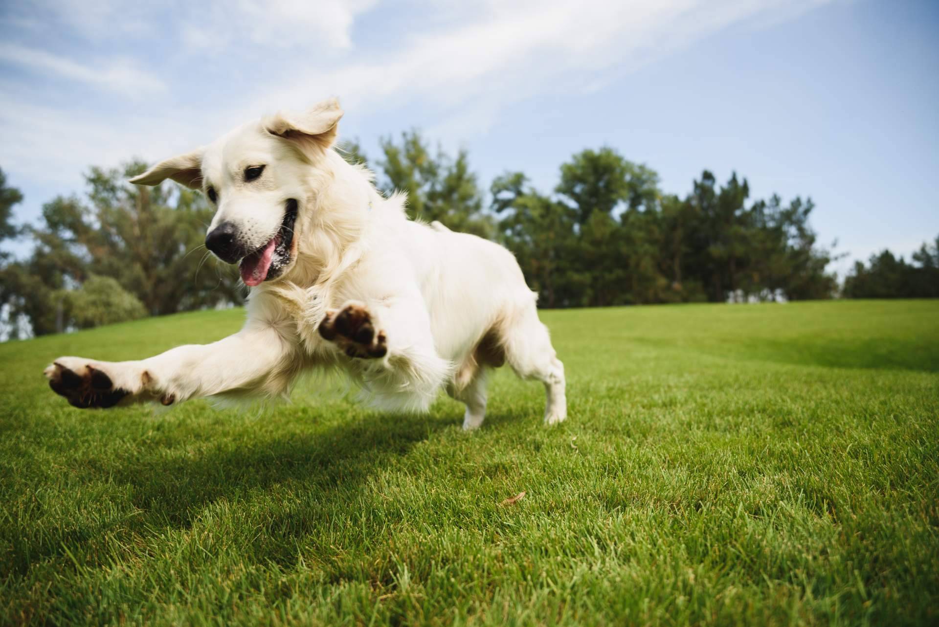 Amazdog, elegida por 4° año consecutivo como la mejor app de adopciones de España