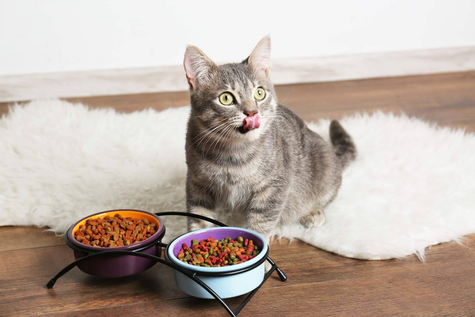 Adquirir pienso para gatos adultos de alta calidad con la firma Era Pet Food