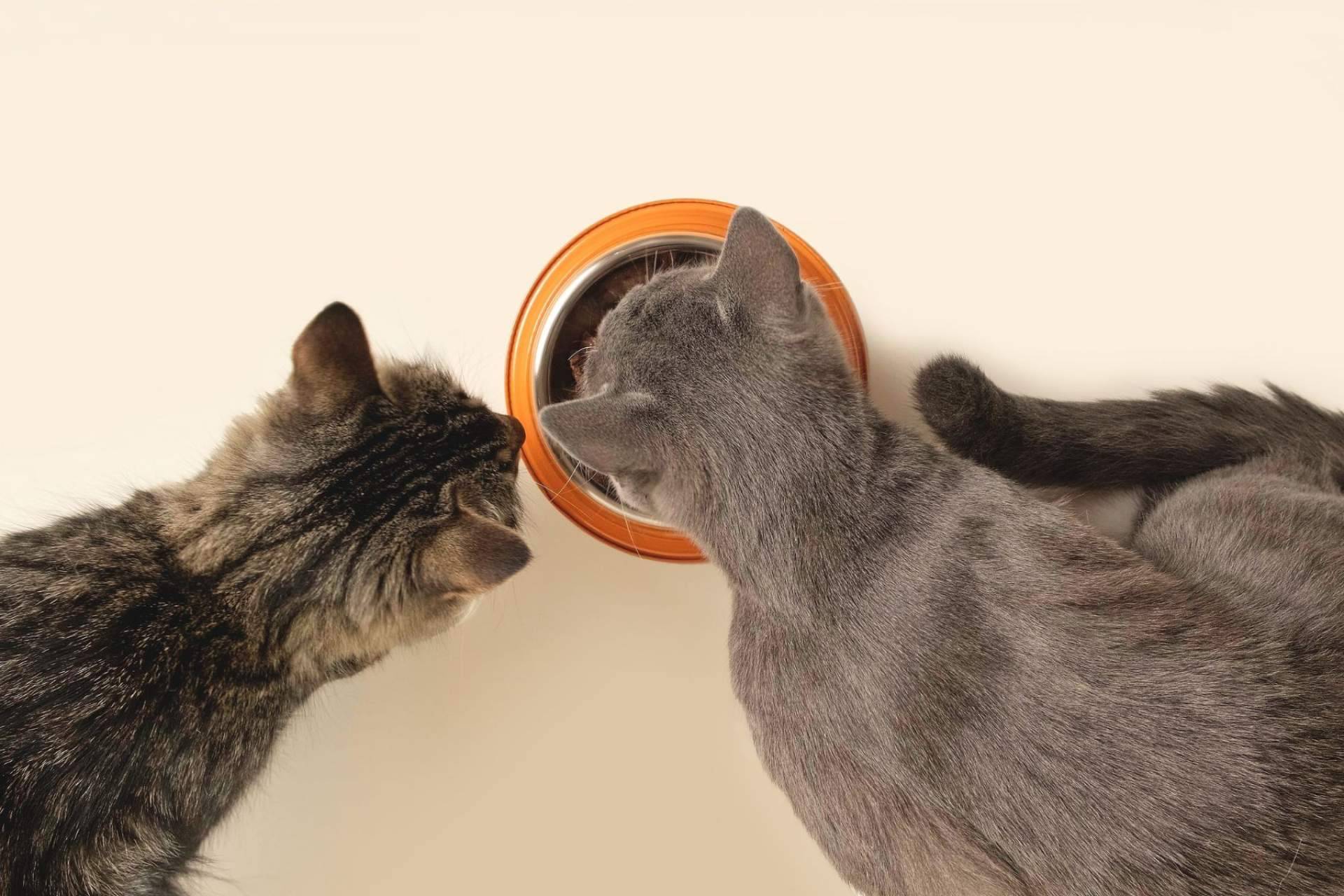 Conocer los beneficios de la receta hipoalergénica de NaturWild Stream Recipe para gatos, formulada para carnívoros estrictos