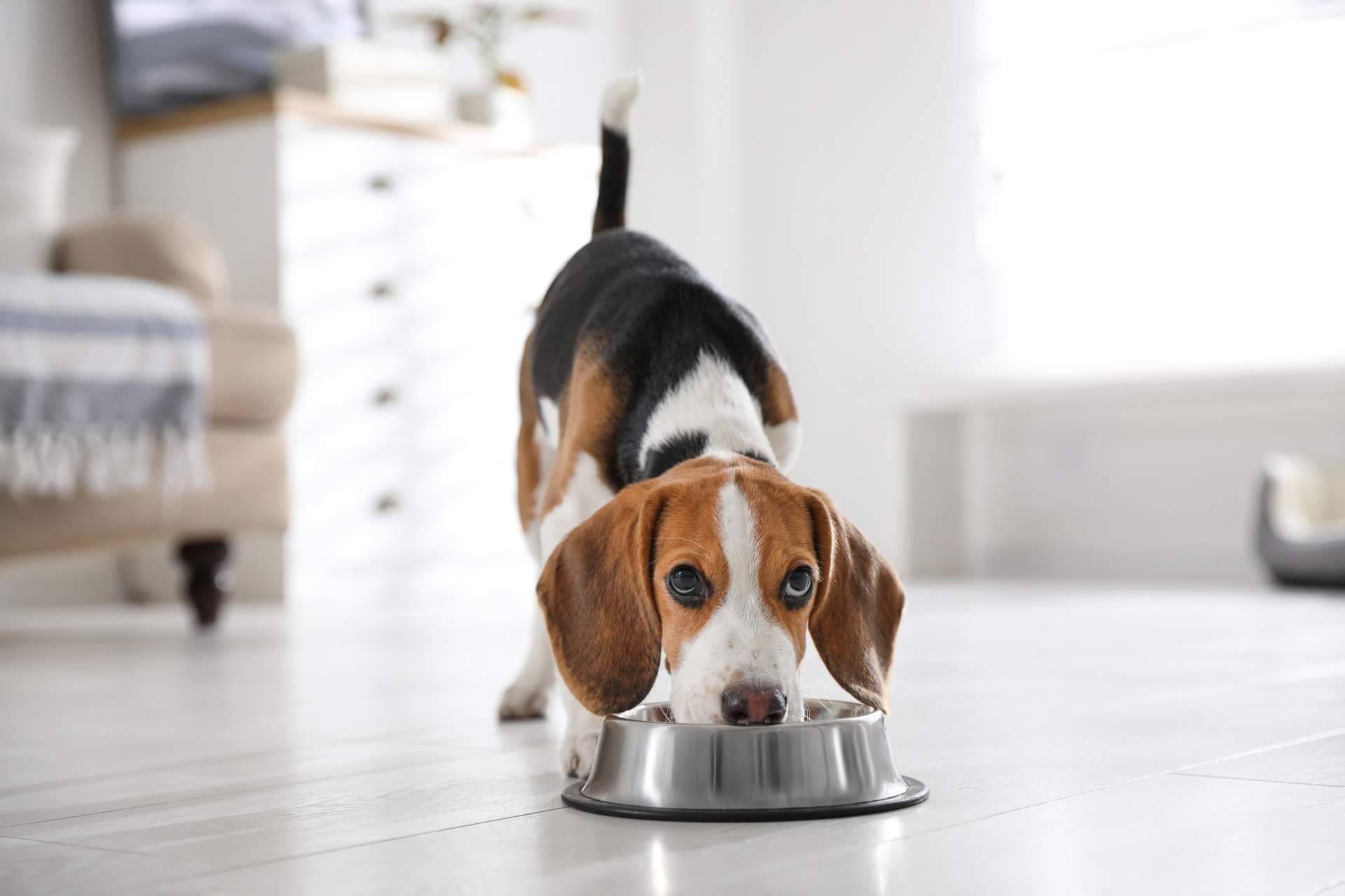 Can Xana y los beneficios de la comida para perros y gatos que ofrecen