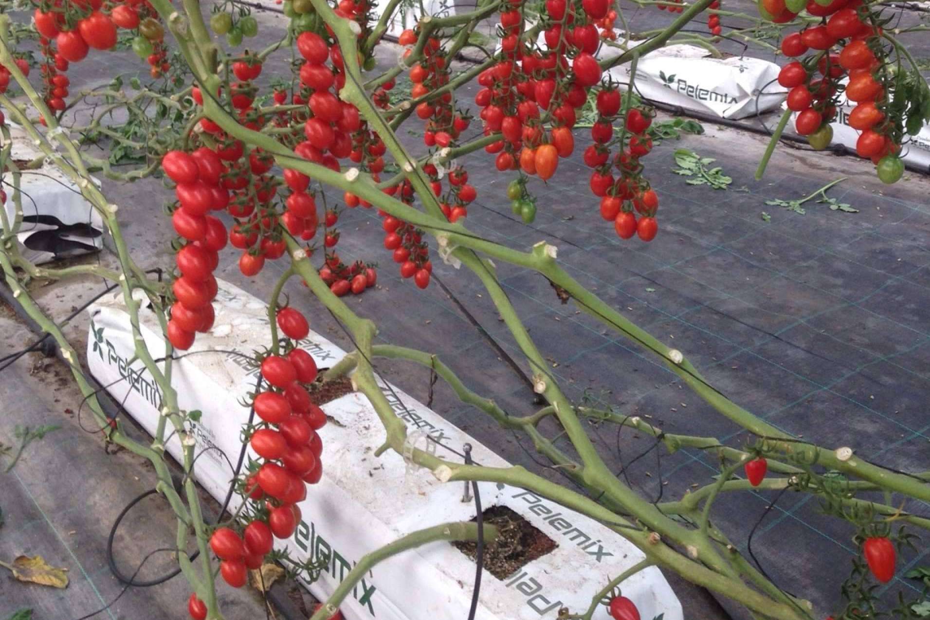 Cultivo de tomates con Pelemix