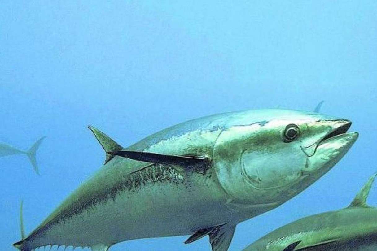Éxito total de las jornadas de marcaje en el Scientific Angler Tagging Tour