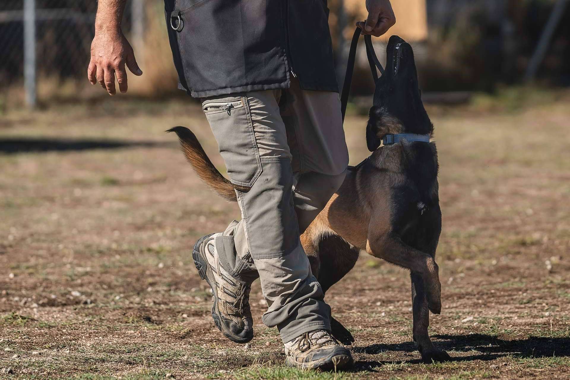 En pleno auge se encuentra la profesión de éxito de adiestrador canino