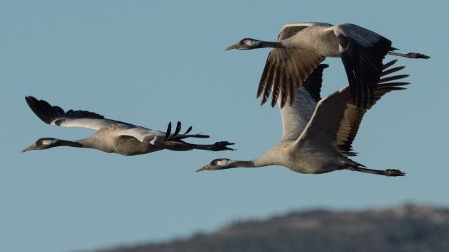 migracion Merca2.es