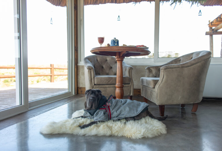Estos son los paradores en los que tu perro es bienvenido