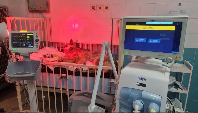 El Hospital Clínico Veterinario de UAX incorpora una UCI para atender 24 horas a los casos más críticos de gatos y perros