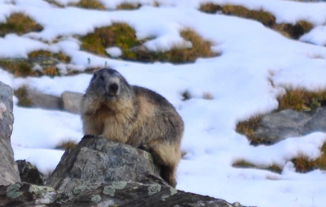 El NYCB trae la sombra de otro Día de la Marmota a las bolsas de EE.UU.