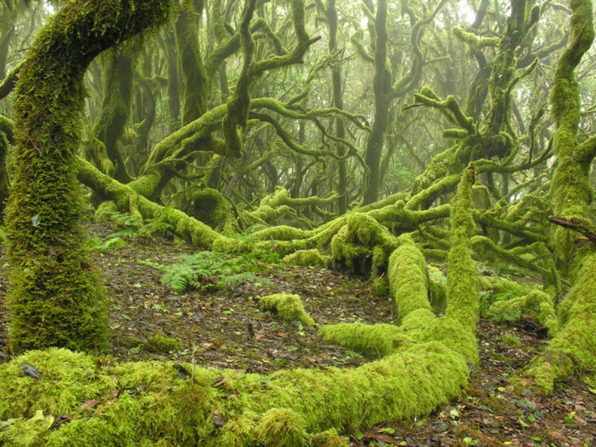 EL ARTE DE LA NATURALEZA: EL MISTERIOSO MUNDO DEL PARQUE NACIONAL DE GARAJONAY EN LA GOMERA