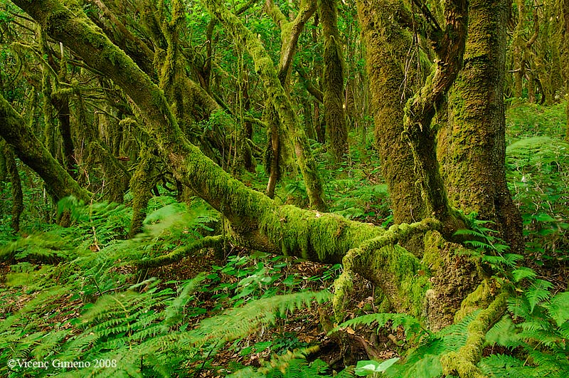 LA IMPORTANCIA DE LA CONSERVACIÓN AMBIENTAL