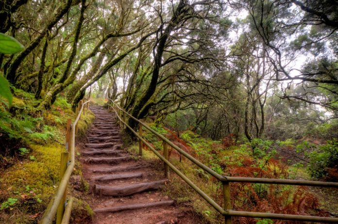 El arte de la naturaleza: el misterioso mundo del Parque Nacional de Garajonay en La Gomera