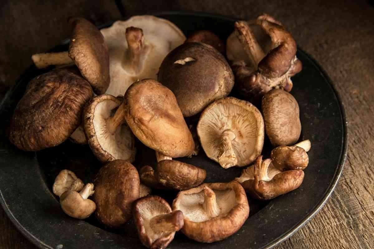 UN FUTURO BRILLANTE PARA EL SHIITAKE