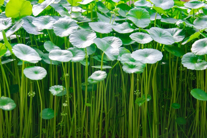 centella Merca2.es