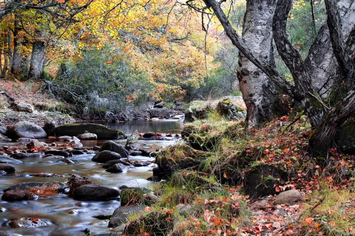 El bosque encantado y más bonito de Madrid está a una hora del centro en este precioso pueblo: descubre las maravillas de Montejo de la Sierra