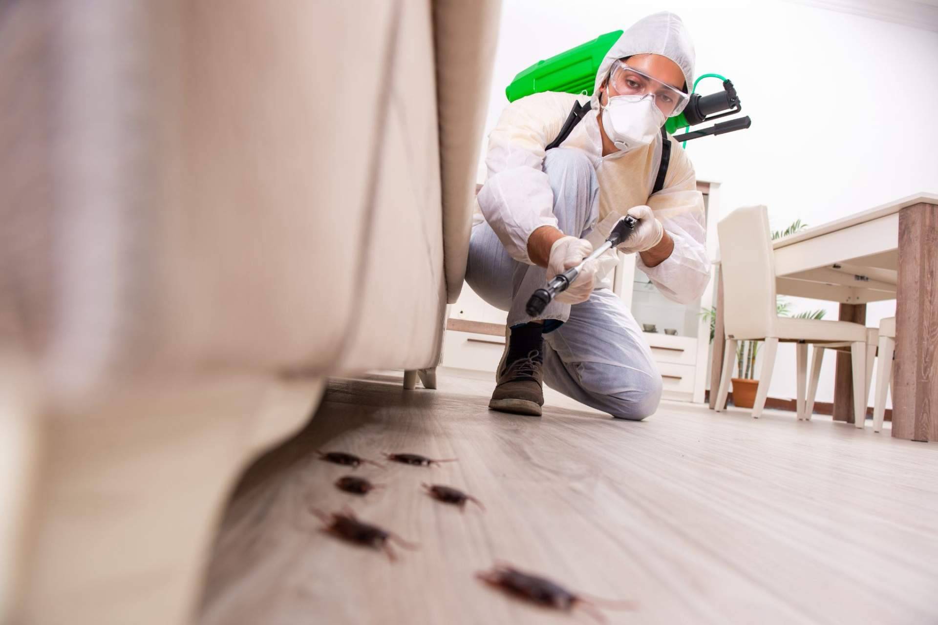 Quipons, expertos en control de plagas, fumigaciones y desinfecciones de todo tipo