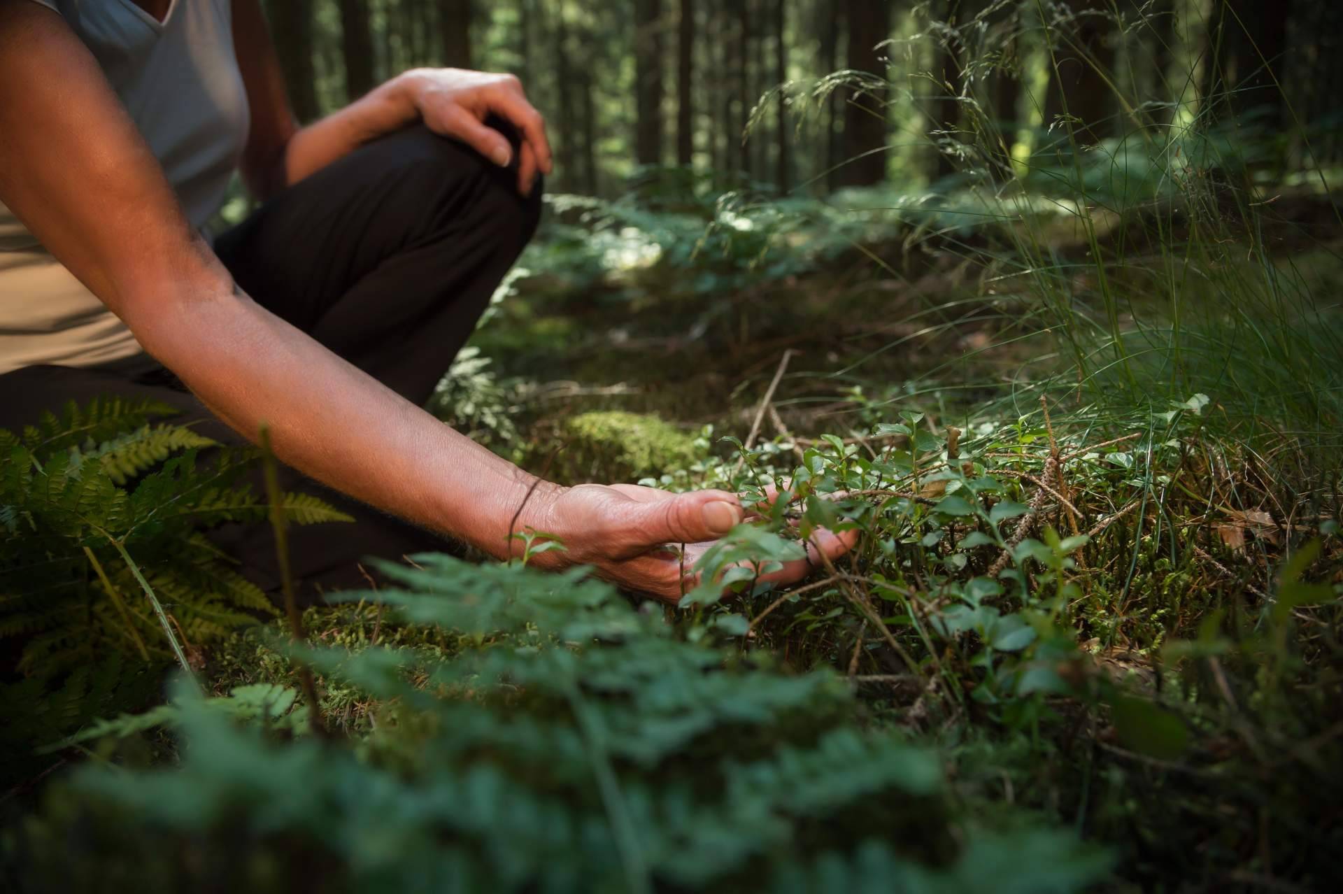 ¿Qué son los Baños de Bosque Madrid?, una herramienta eficaz de salud y bienestar en el trabajo